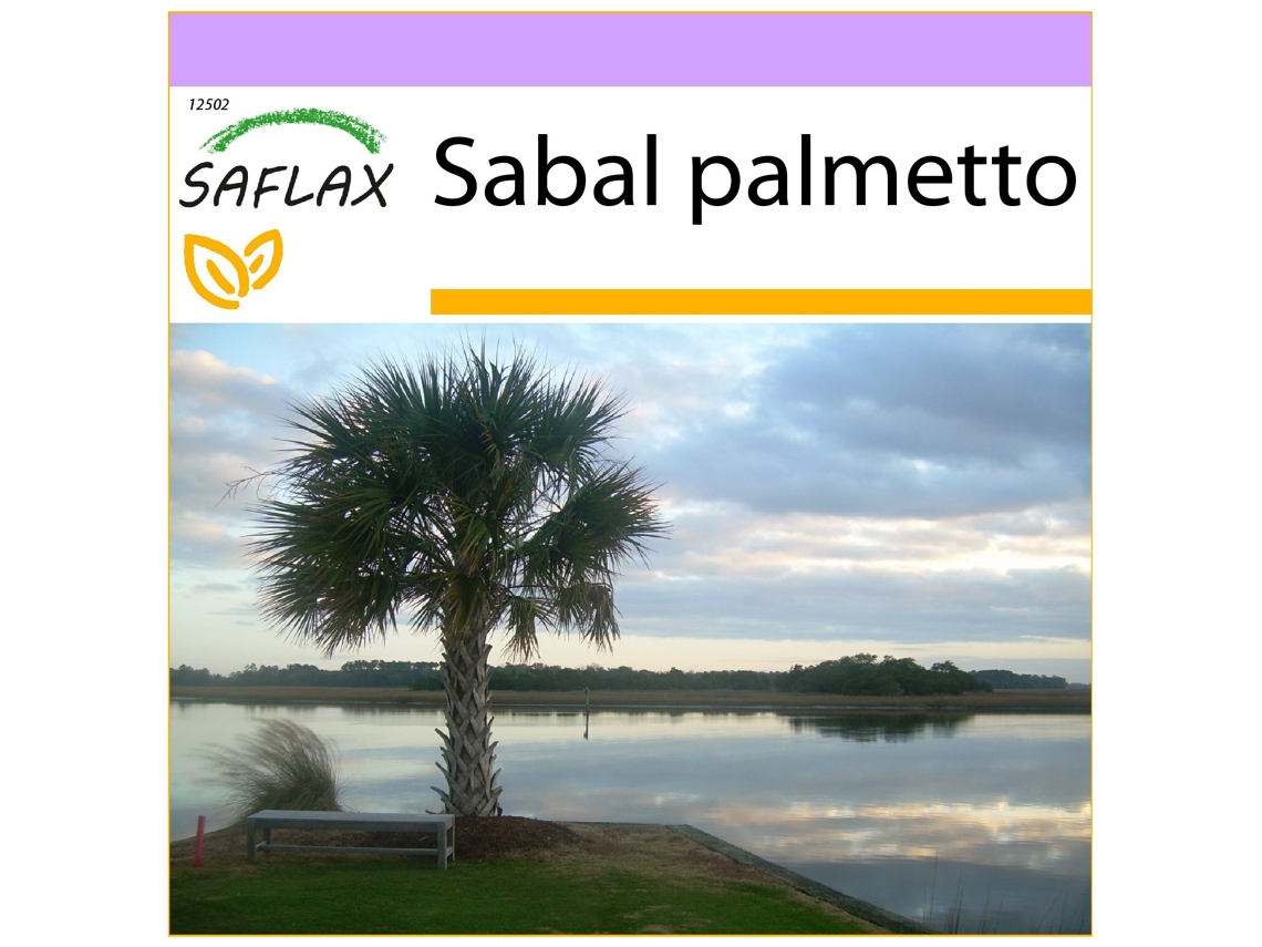 SAFLAX Palmito 8 semillas Sabal palmetto