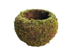 Jardín de bolas de musgo en macetas de estilo japonés