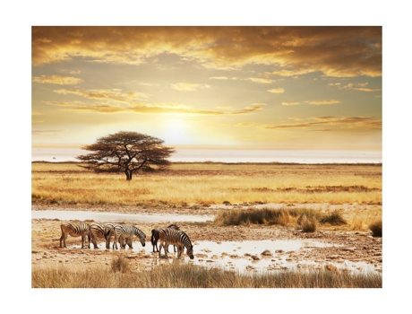 Papel de Pared ARTGEIST Zèbres africains Á l'abreuvoir (245x193)