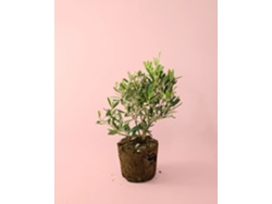 Olivo en miniatura | Árbol frutal natural en miniatura | Pur Plant