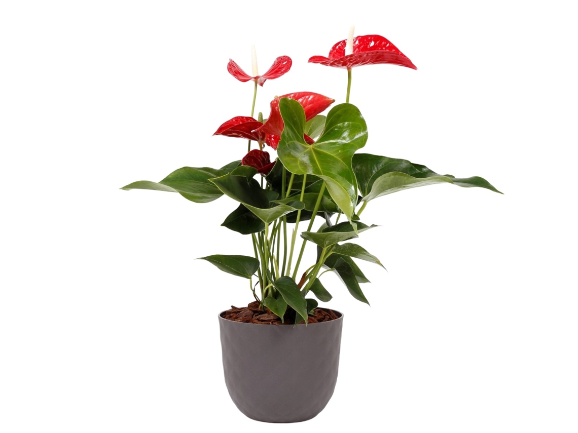 Planta Natural BIOMA PLANTS Antúrio Rojo c/Florero (Biodegradable, Caliza - Gris - 60-70 cm)