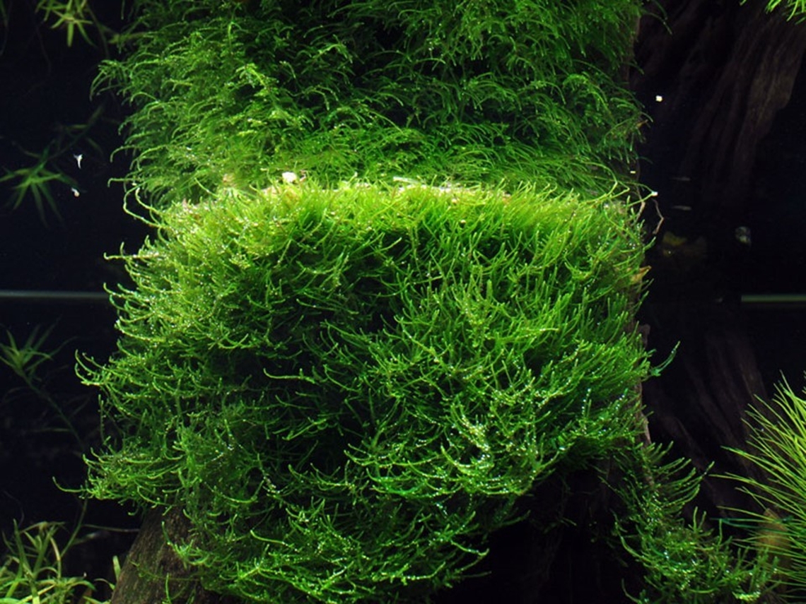 Ceratopteris Thalictroides (thin Leaves)