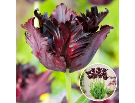 Bulbos de flor - PLANT IN A BOX - Tulipa Black Parrot - Set de 14 - Maceta 0cm - Altura 0cm