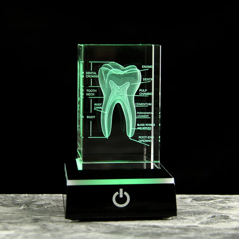 Modelo de diente de cristal grabado con láser 3D, accesorio educativo MDUG (con base LED negra, 5x5x8 cm)