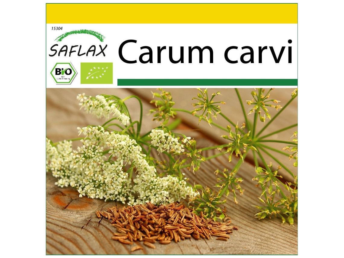 SAFLAX Conjunto de cultivo Ecológico Comino 800 semillas Con mini invernadero, sustrato de cultivo y 2 macetas Carum carvi