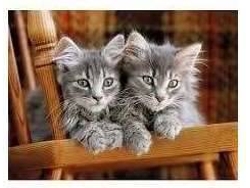 Puzzle CLEMENTONI Kittens (500 Piezas)