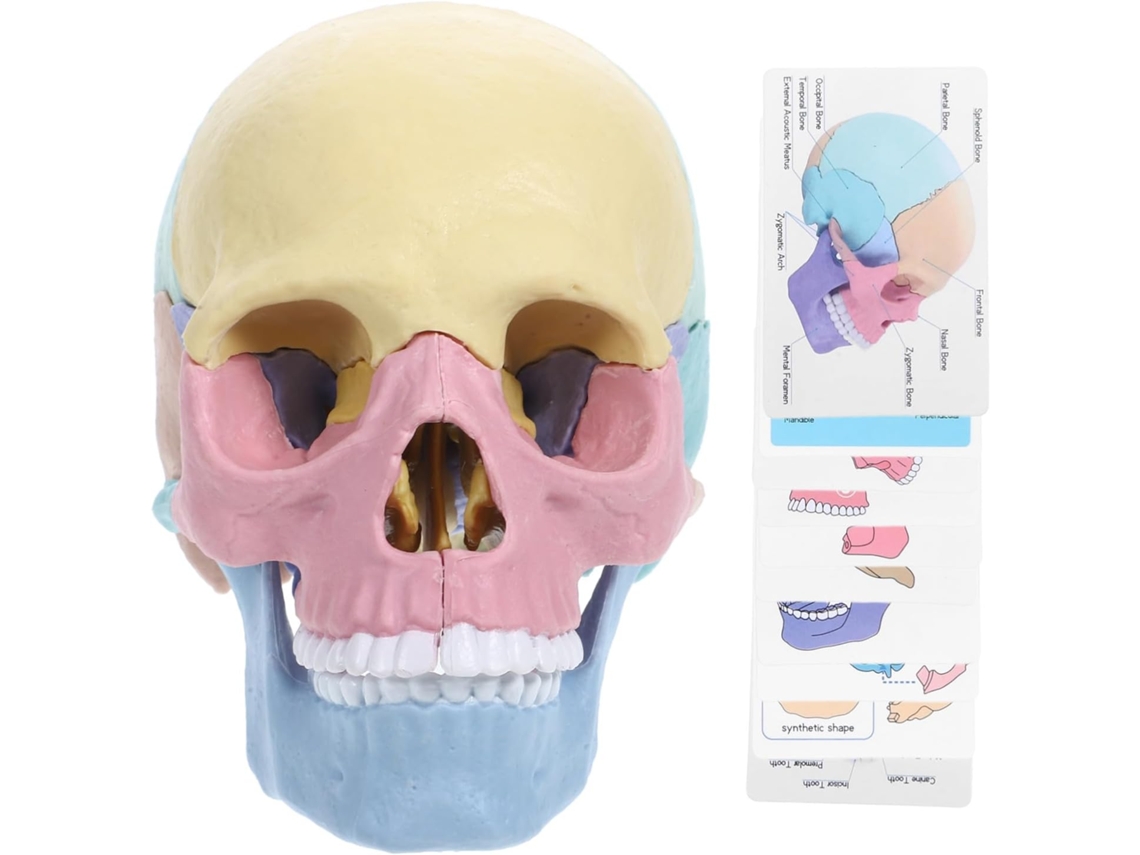 Modelo colorido y desmontable de cráneo humano para niños, mini ensamblaje educativo 4D de la anatomía del cráneo. CHABERLU