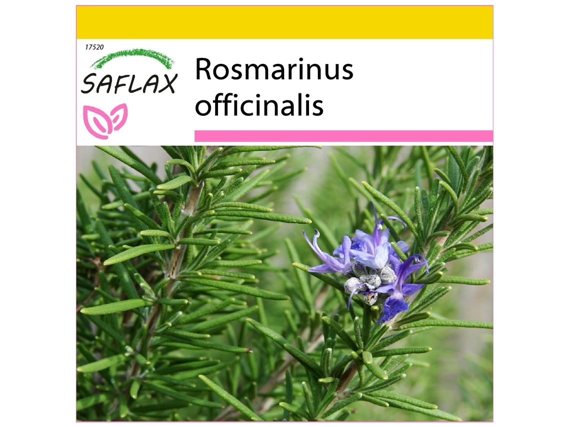 SAFLAX Conjunto de cultivo Romero blanco 100 semillas Con mini invernadero, sustrato de cultivo y 2 macetas Rosmarinus officinalis