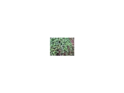 Callisia Repens