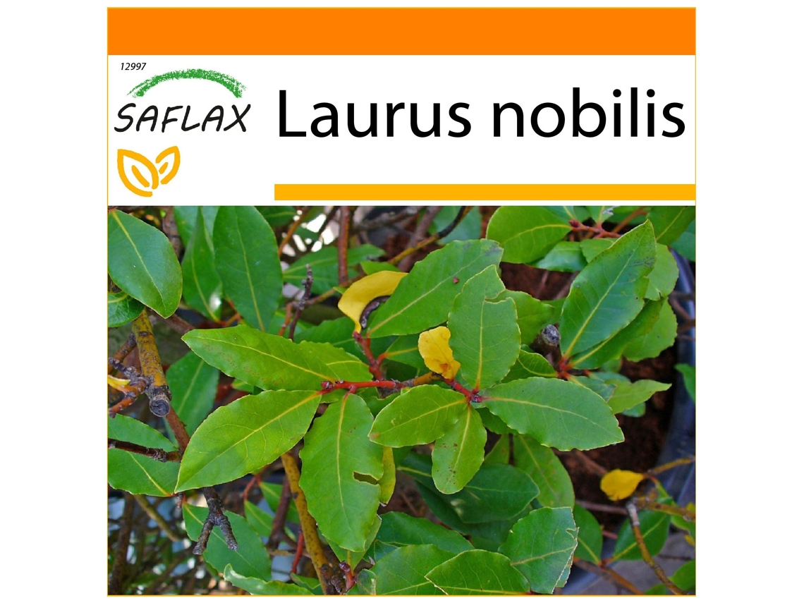 SAFLAX Garden in the bag Laurel de Apolo 6 semillas Con sustrato de cultivo en una práctica bolsa automontable Laurus nobilis