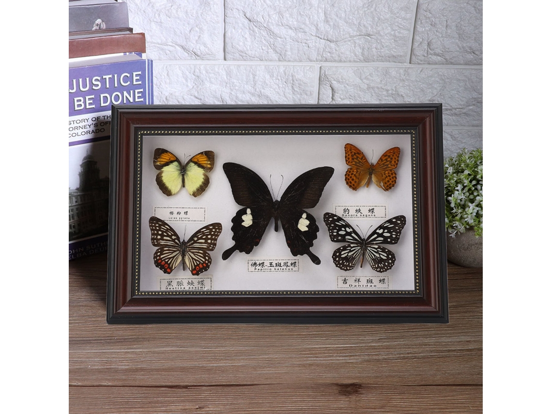 Exquisito ejemplar de mariposa para decoración de cumpleaños en el hogar, marco negro.
