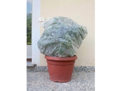 Saccoclima para plantas en maceta 1x1,60m Ø 0,60 4pz Tenax Capucho