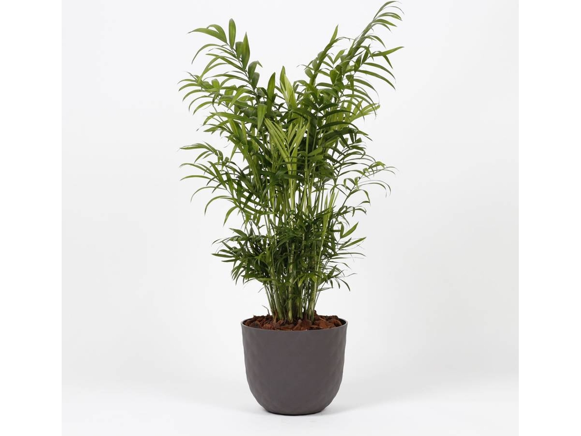 Planta Natural BIOMA PLANTS Chamaedorea Elegans c/Florero (Biodegradable, Vulcano - Gris - 60-70 cm)