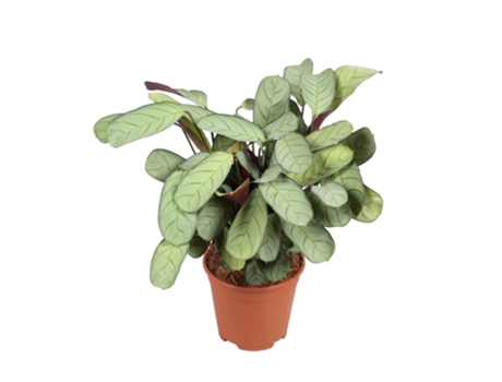Plantas verdes - PLANT IN A BOX - Ctenanthe Burle-Marxii 'Amagris' - Set de 1 - Maceta 14cm - Altura 25-35cm