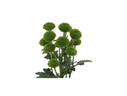Margarita Crisantemo | Flor Natural | Crisantemo Boton Verde | Ramo de 5 tallos | 70cm de alto