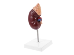 Esfínter Suprarrenal Extraíble Para La Enseñanza De Biología Y Medicina. Accesorio Para La Disección Del Cuerpo Humano.