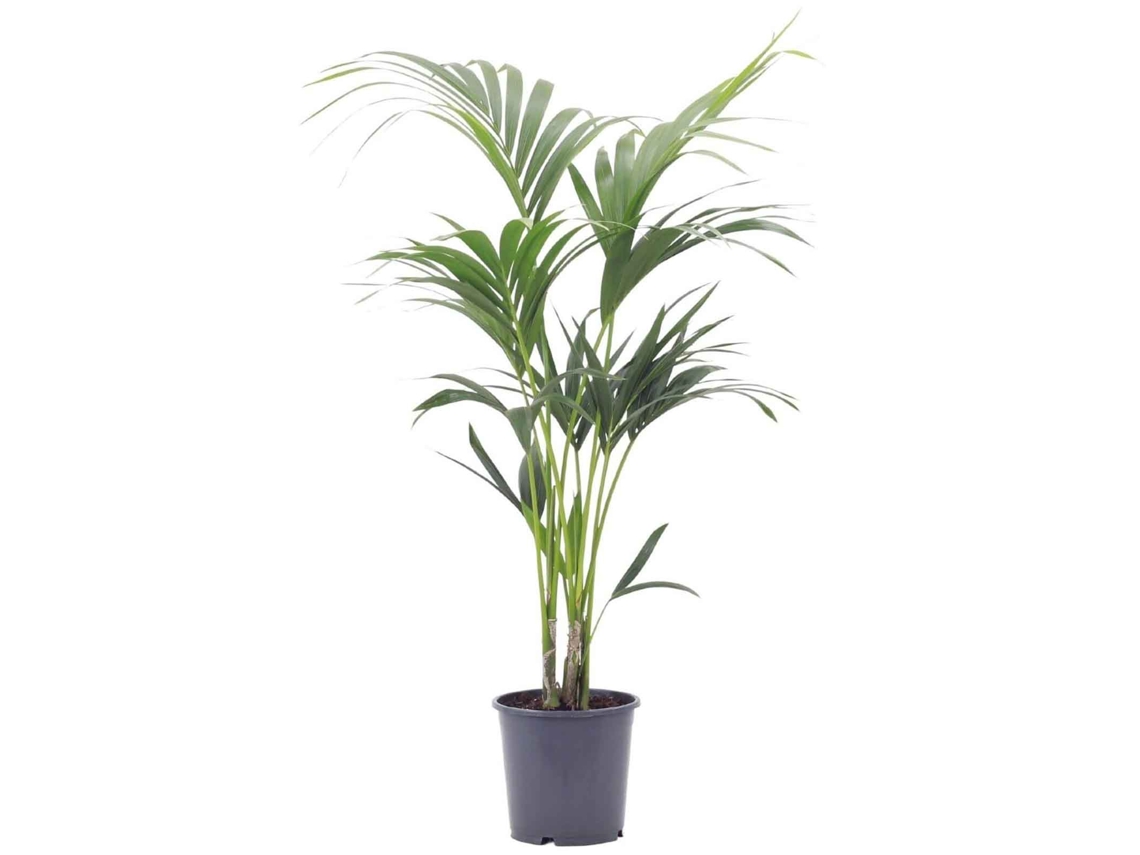 Planta Natural BIOMAPLANTS Palmera Kentia (100-110 cm - Maceta 21 cm)