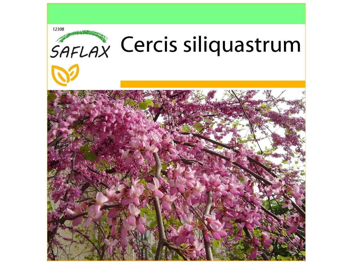 SAFLAX Garden to go Árbol del amor 60 semillas Con maceta, tapa climática y sustrato de cultivo Cercis siliquastrum