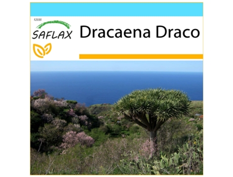 SAFLAX Set de regalo Drago de Canarias 5 semillas Con caja de regalo, etiqueta de envío, tarjeta de regalo y sustrato de cultivo. Dracaena Draco