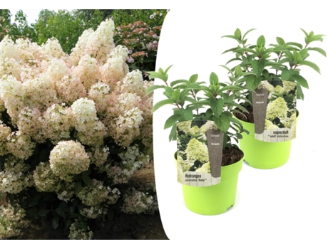 Hortensias - PLANT IN A BOX - Hydrangea paniculata “Bobo” - Set de 2 - Maceta 19cm - Altura 25-40cm