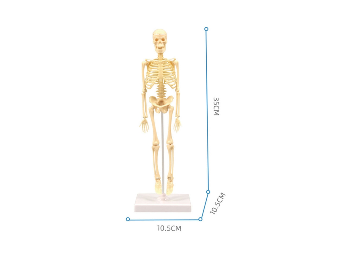 Modelo de Esqueleto Humano Kit de Montagem Simples Ferramenta Educativa Stem Presente Didático