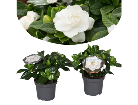 Plantas con flores - PLANT IN A BOX - Gardenia Jasminoides - Set de 2 - Maceta 13cm - Altura 20-30cm