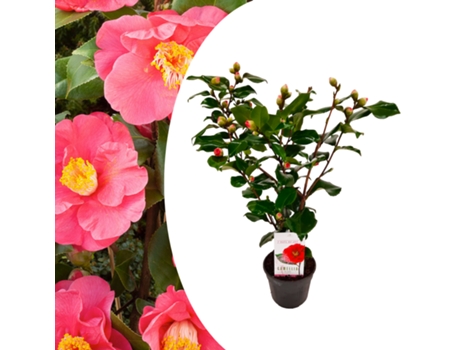 Plantas con flores - PLANT IN A BOX - Camellia japonica Dr. King - Set de 1 - Maceta 15cm - Altura 50-60cm