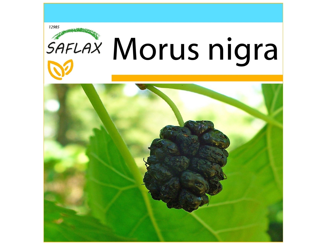 SAFLAX Set de regalo Mora negra 200 semillas Con caja de regalo, etiqueta de envío, tarjeta de regalo y sustrato de cultivo. Morus nigra