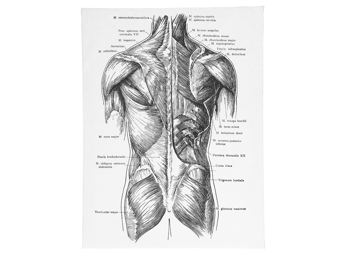 2026 Store-pintura Decorativa De Anatomía Retro En Lienzo Para Hospital Dormitorio Clase Pared Arte Colgante
