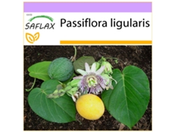 SAFLAX Granadilla 20 semillas Passiflora ligularis