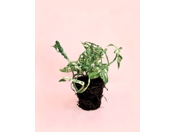Monstera Pecas Congeladas | Planta Natural Premium de Interior | Pur Plant