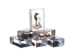 Juego de 6 especímenes de insectos en resina transparente, pisapapeles educativos para ciencias. SFUSHOS