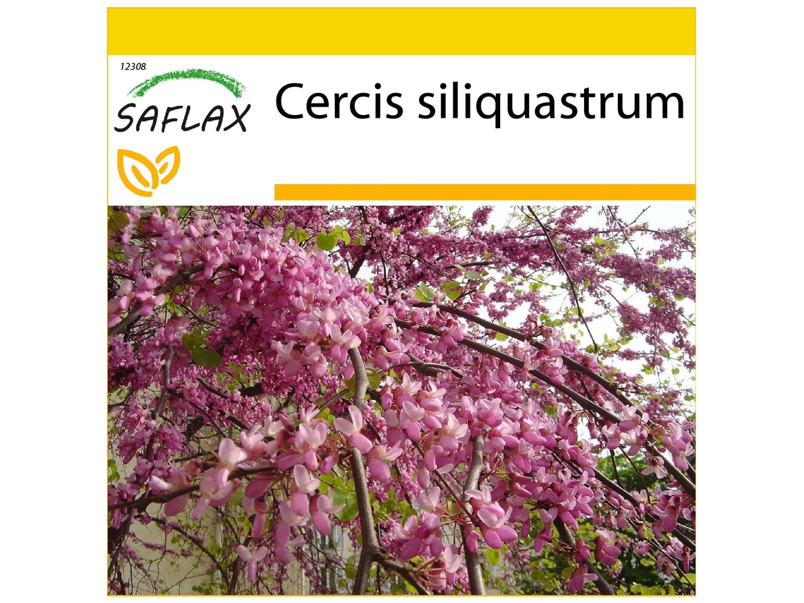 SAFLAX Conjunto de cultivo Árbol del amor 60 semillas Con mini invernadero, sustrato de cultivo y 2 macetas Cercis siliquastrum