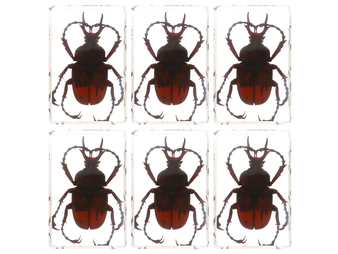 Conjunto De 6 Especímenes De Resina Preservada De Escarabajos, Arañas Y Arácnidos, Modelos Pequeños De 4