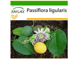 SAFLAX Granadilla 20 semillas Con sustrato de cultivo libre de gérmenes Passiflora ligularis