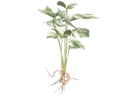 Planta Monstera para mesa y hogar, verde y blanca, 8 tallos, sin mantenimiento, para escritorio Gokoco