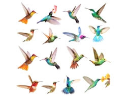 Pegatinas de pájaros en el jardín, removibles para habitación de niños Kofihety