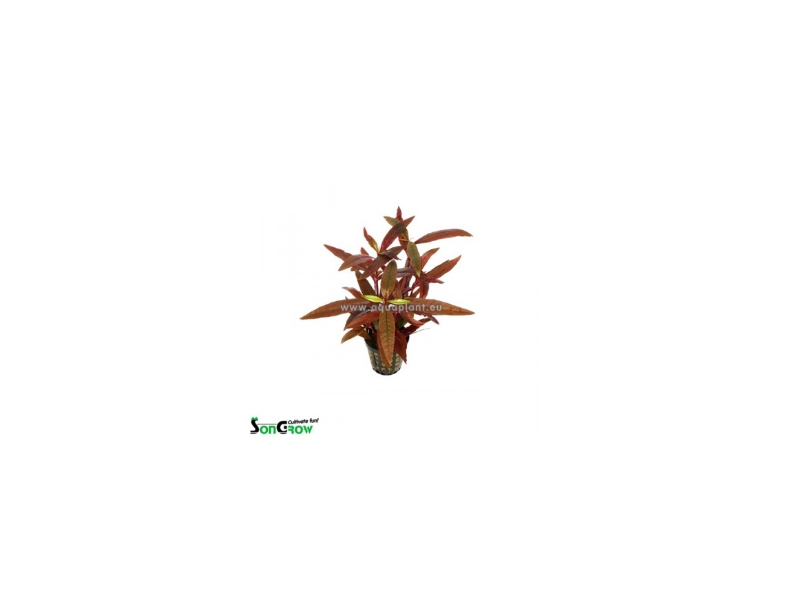 Alternanthera Sessilis