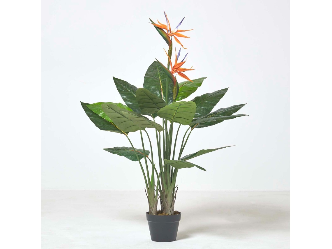 Planta ave del paraíso en maceta de Homescapes, 120 cm de altura
