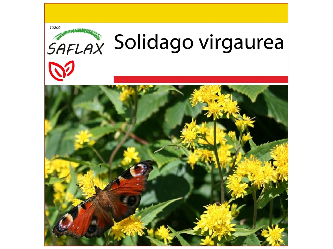 SAFLAX Conjunto de cultivo Vara de oro 100 semillas Con mini invernadero, sustrato de cultivo y 2 macetas Solidago virgaurea
