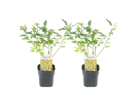 Arbustos - PLANT IN A BOX - Forsythia intermedia 'Minigold' - Set de 2 - Maceta 17cm - Altura 25-40cm