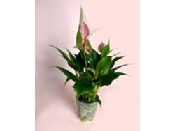 Anthurium Rosa Lilly Pink Mini 7 cm – Planta de interior con flor rosa