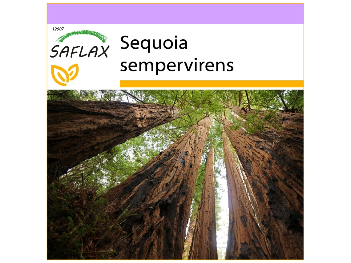 SAFLAX Secuoya roja 50 semillas Sequoia sempervirens