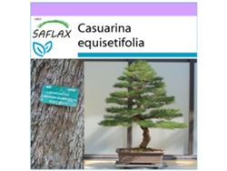 SAFLAX Pino australiano 200 semillas Casuarina equisetifolia