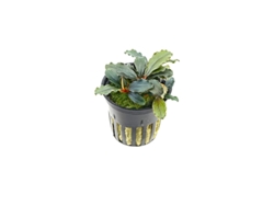 Bucephalandra Sp. ''maia''