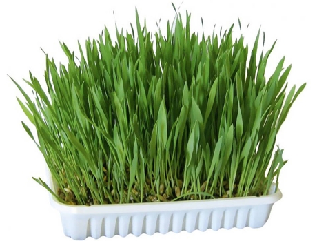 Hierba para Gatos GLOBAL (100g)