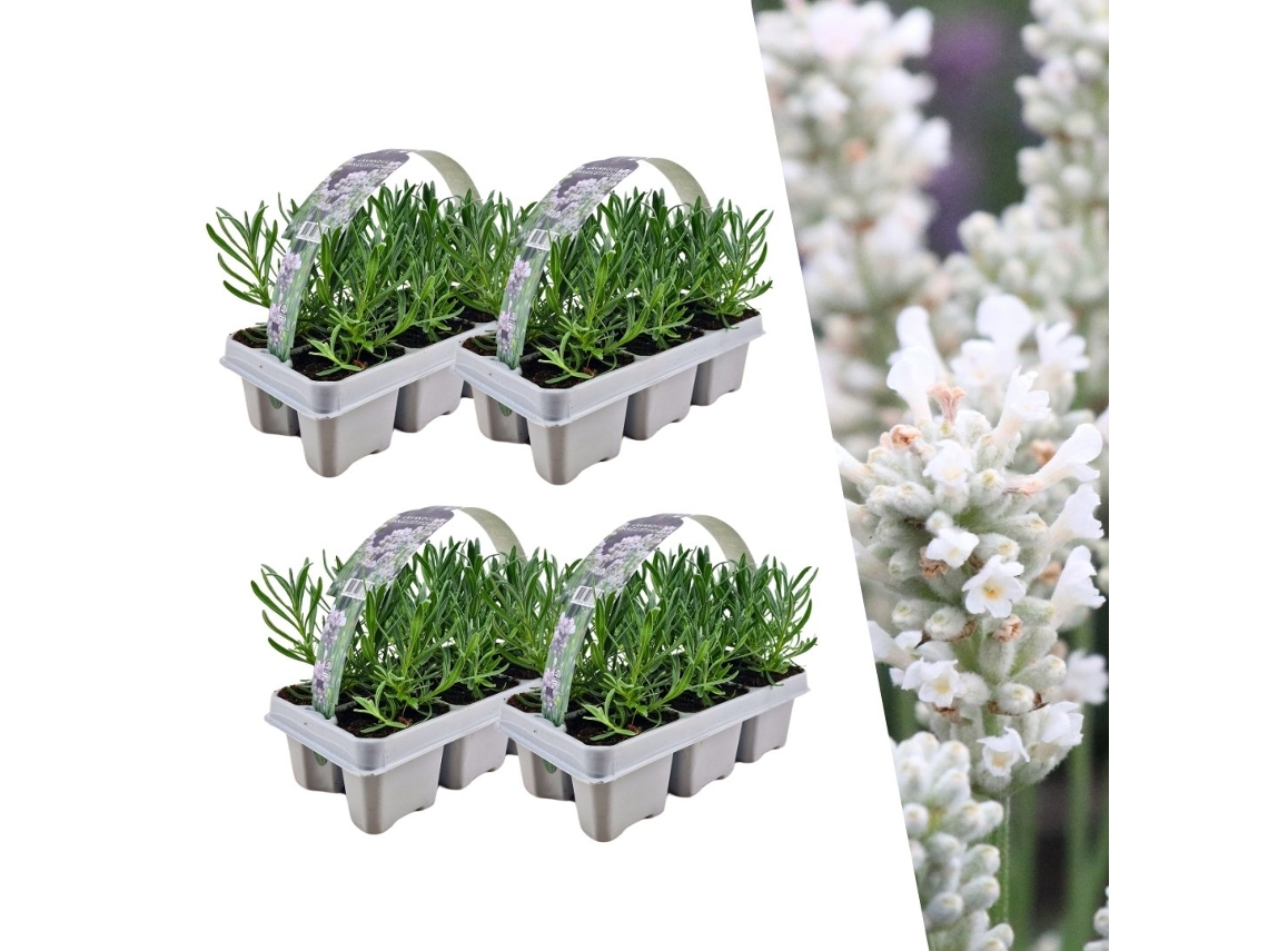Lavanda blanca perfumada 24 Lavanda Angustifolia | plantas de lavanda resistentes | lavanda verdadera | plantas de jardin | 24 x Ø7 cm | 15 centímetros