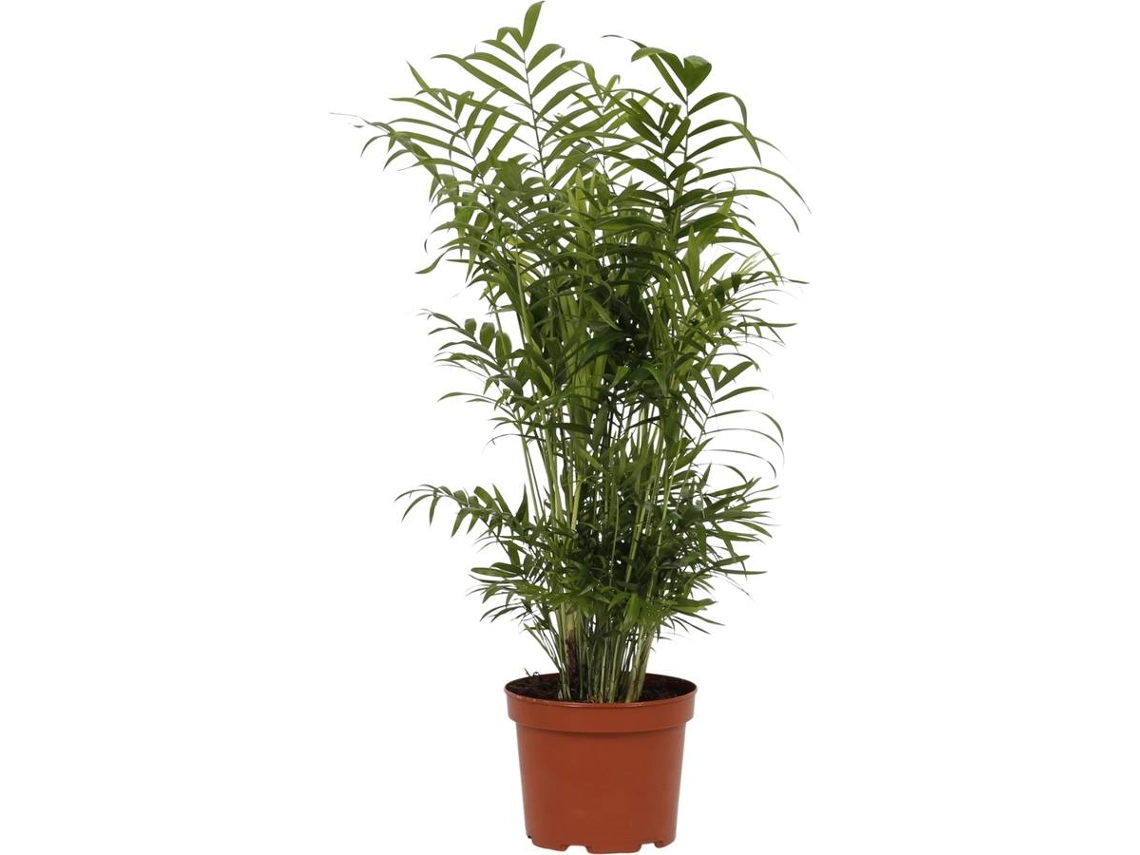 Planta Natural BIOMAPLANTS Chamaedorea Elegans (40-50 cm)