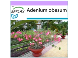 SAFLAX Rosa del desierto 8 semillas Adenium obesum