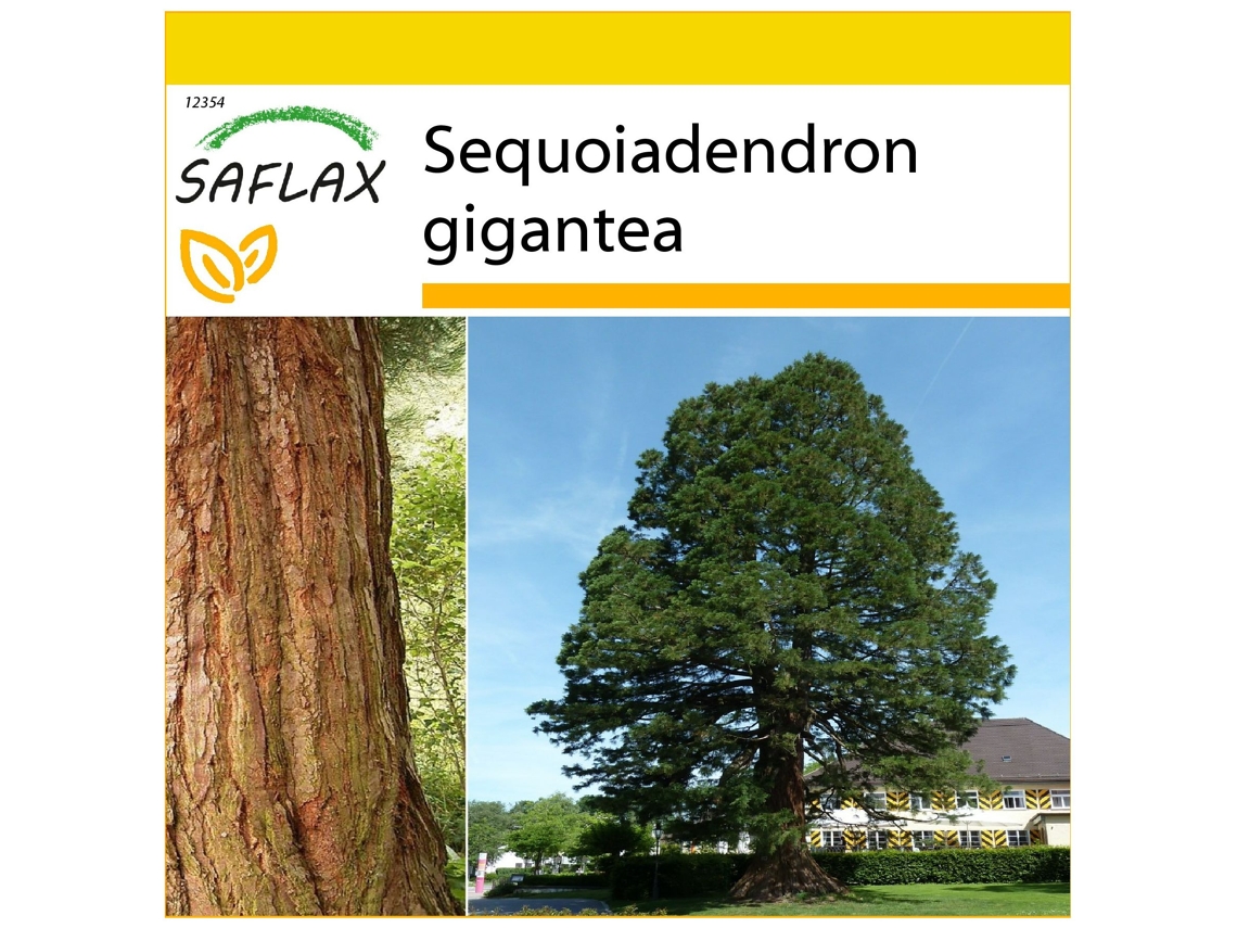 SAFLAX Conjunto de cultivo Árbol mamut 50 semillas Con mini invernadero, sustrato de cultivo y 2 macetas Sequoiadendron gigantea